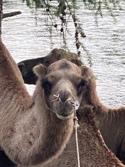 Camelus bactrianus