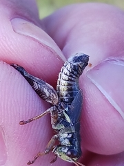 Melanoplus stupefactus