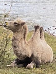 Camelus bactrianus