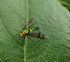 Condylostylus occidentalis