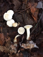Leucocybe candicans