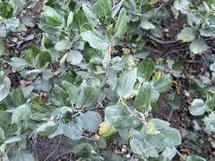 Ceanothus velutinus velutinus