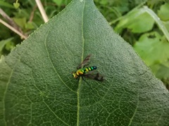 Condylostylus occidentalis