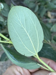 Ceanothus velutinus velutinus