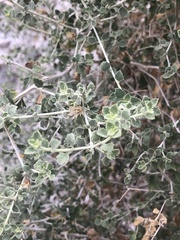 Brickellia desertorum