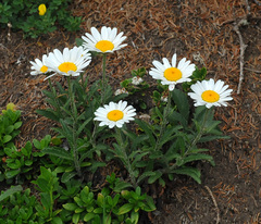 Leucanthemum atratum