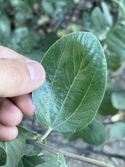 Ceanothus velutinus velutinus
