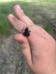 Anaxyrus hemiophrys