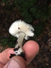 Pluteus podospileus