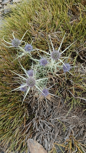 Eryngium glaciale, photograph 6