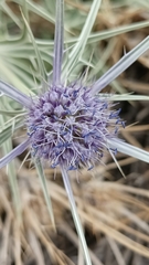Eryngium glaciale