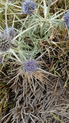Eryngium glaciale