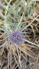 Eryngium glaciale