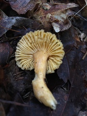 Cantharellus appalachiensis