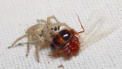 Habronattus