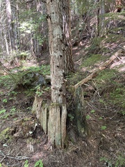 Cupressus nootkatensis