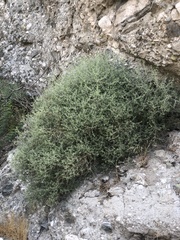 Brickellia desertorum