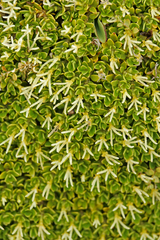 Coprosma perpusilla subantarctica