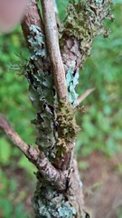 Tremella cetrariicola