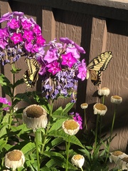Papilio machaon