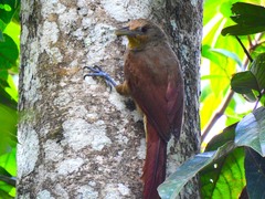 Dendrexetastes rufigula