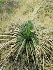 Dasylirion berlandieri