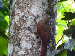 Dendrexetastes rufigula