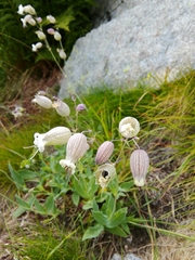Silene vulgaris