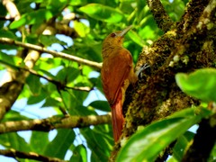 Dendrexetastes rufigula