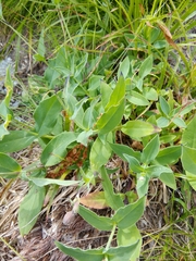 Silene vulgaris