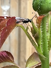 Diplazon laetatorius