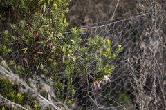 Styphelia triflora