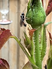 Diplazon laetatorius