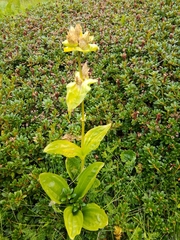 Gentiana punctata
