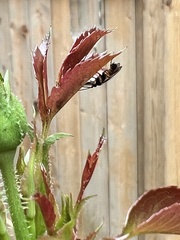 Diplazon laetatorius