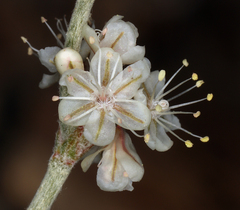 Eriogonum rupinum