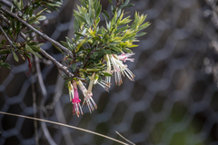 Styphelia triflora