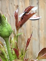 Diplazon laetatorius
