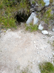 Marmota marmota