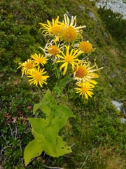 Doronicum austriacum
