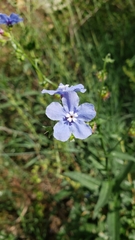 Hackelia velutina