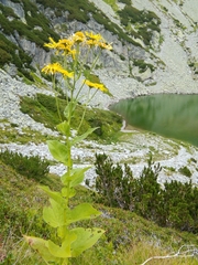 Doronicum austriacum