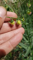 Hackelia velutina