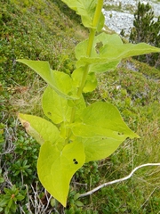 Doronicum austriacum