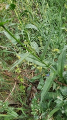 Hackelia velutina