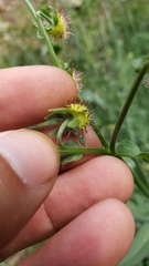 Hackelia velutina