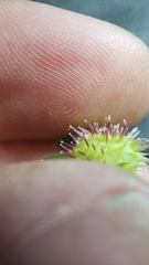 Hackelia velutina