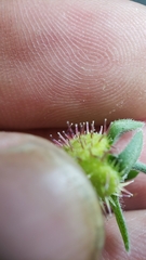 Hackelia velutina
