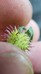 Hackelia velutina