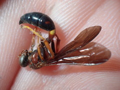 Gorytes smithii floridanus